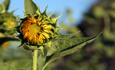 sunflower_thumb