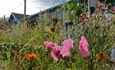 growhouse_thumb