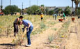 harvest_thumb