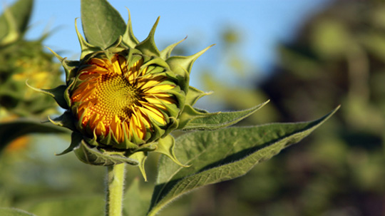 Valley of the Sunflowers